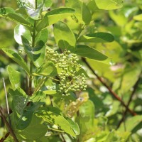 Premna serratifolia L.
